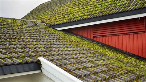 Roof moss. Things To Know About Roof moss. 